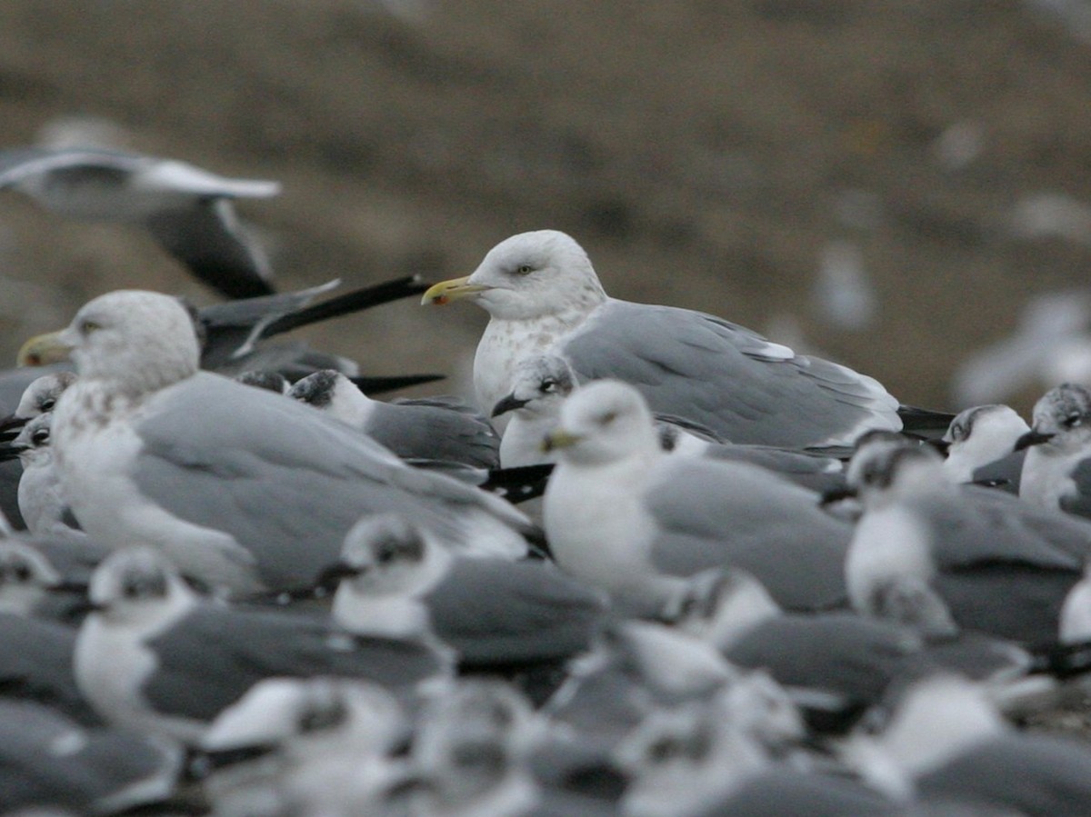 American Herring Gull - ML642819350