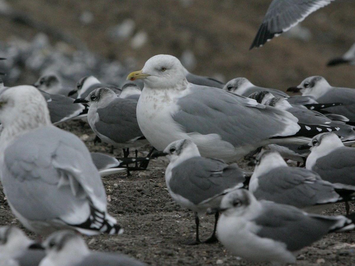 American Herring Gull - ML642819352