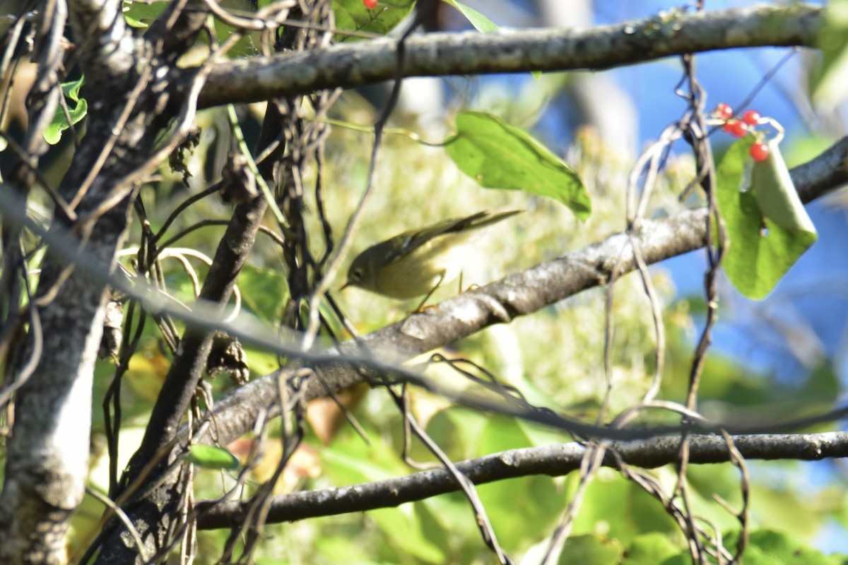 Ruby-crowned Kinglet - ML642819356