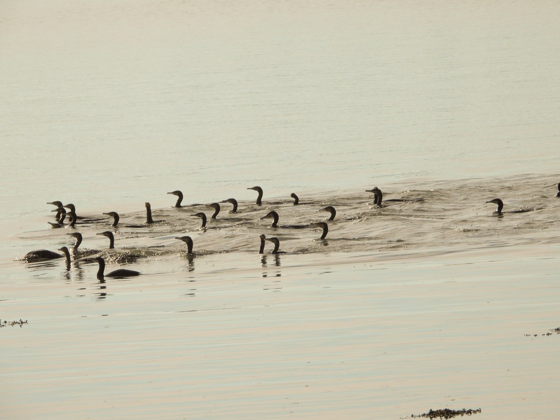 Great Cormorant - ML642819357