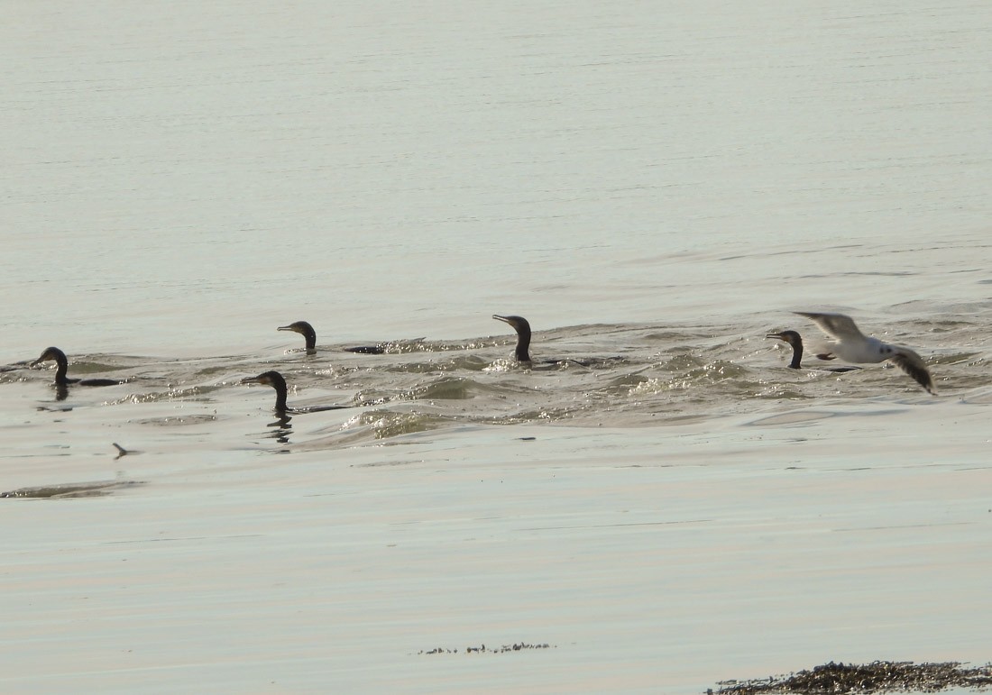 Great Cormorant - ML642819358