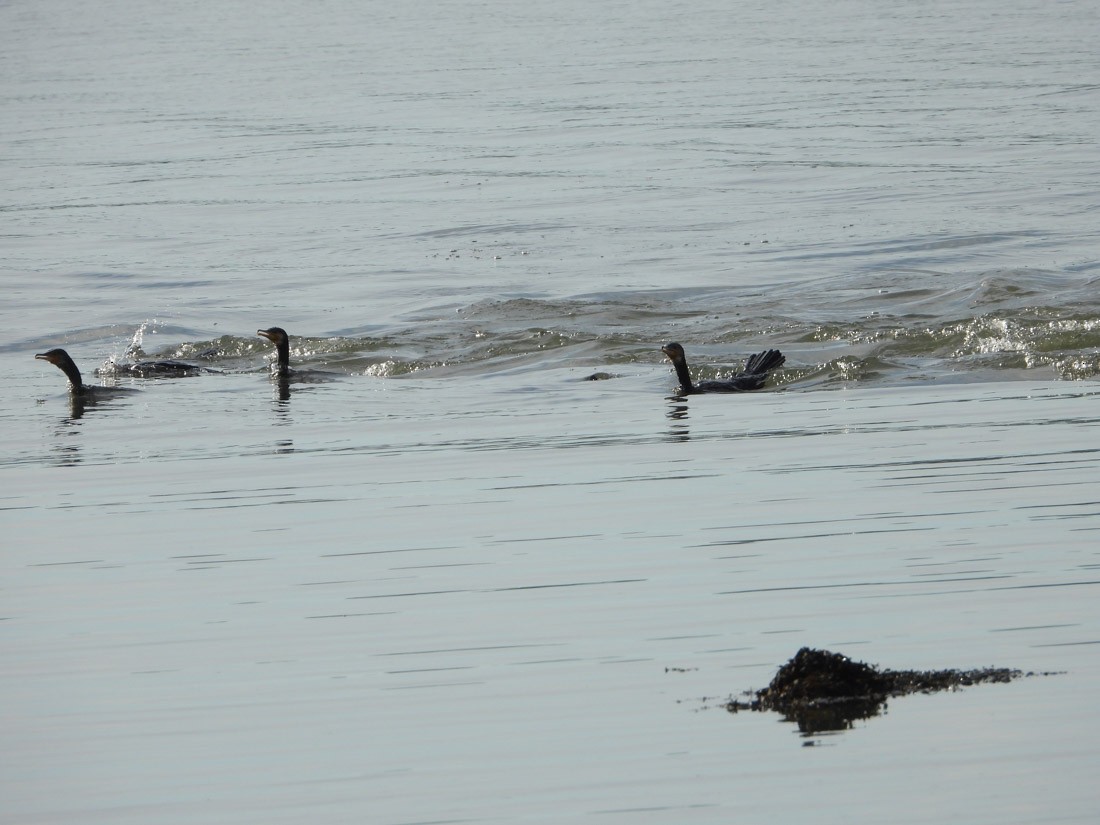Great Cormorant - ML642819359