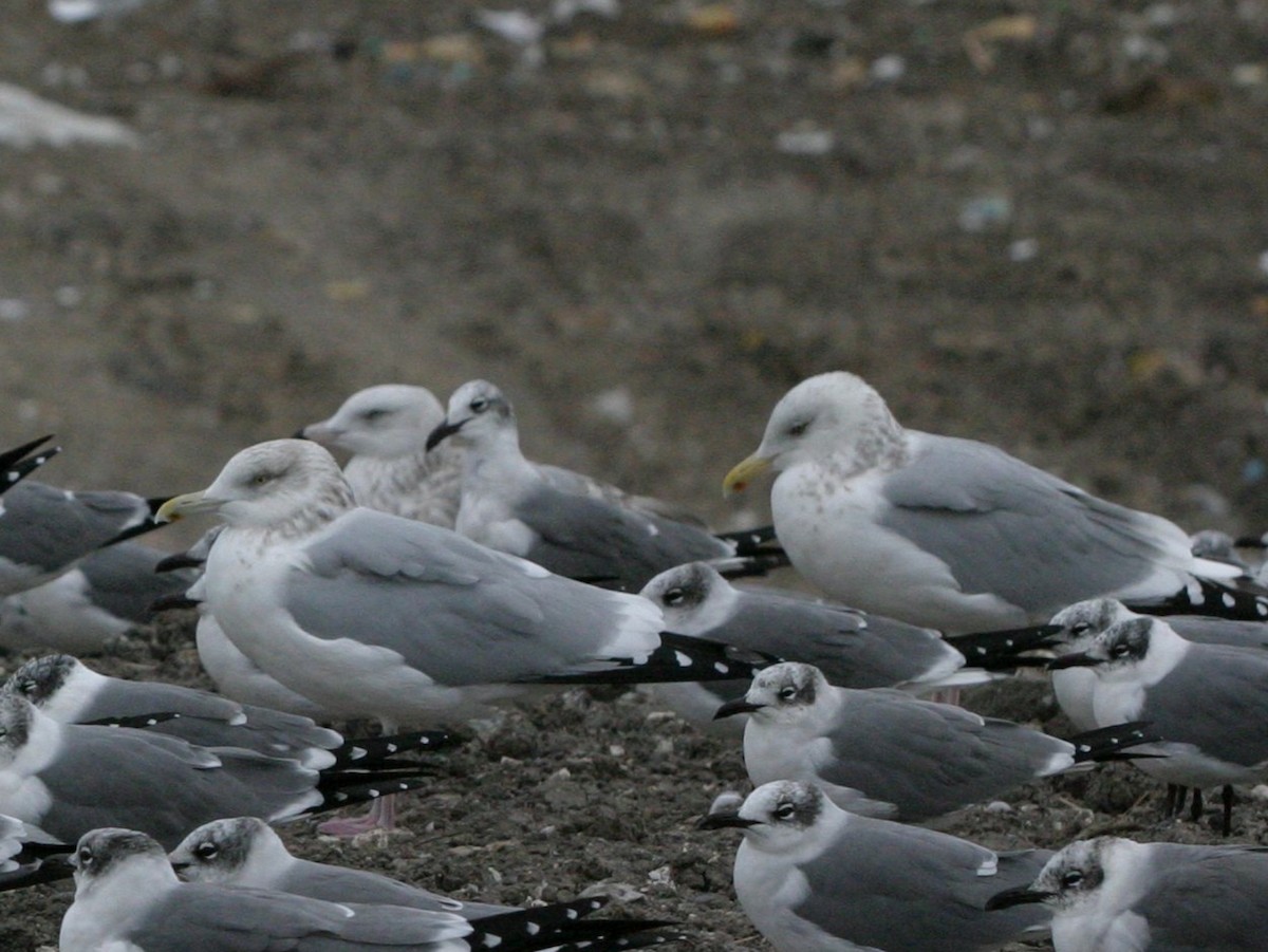 American Herring Gull - ML642819360