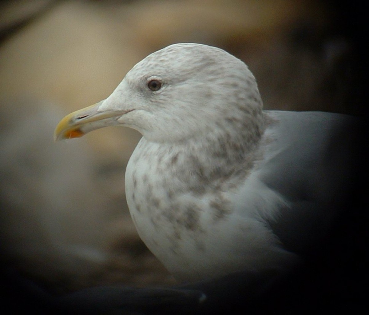 American Herring Gull - ML642819366