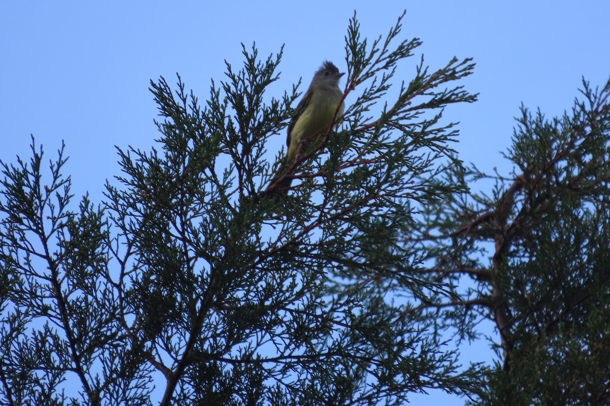 Yellow-bellied Elaenia - ML642819371