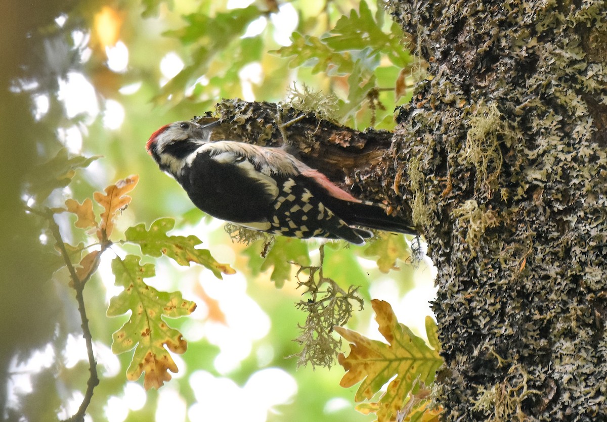 Middle Spotted Woodpecker - ML642819376