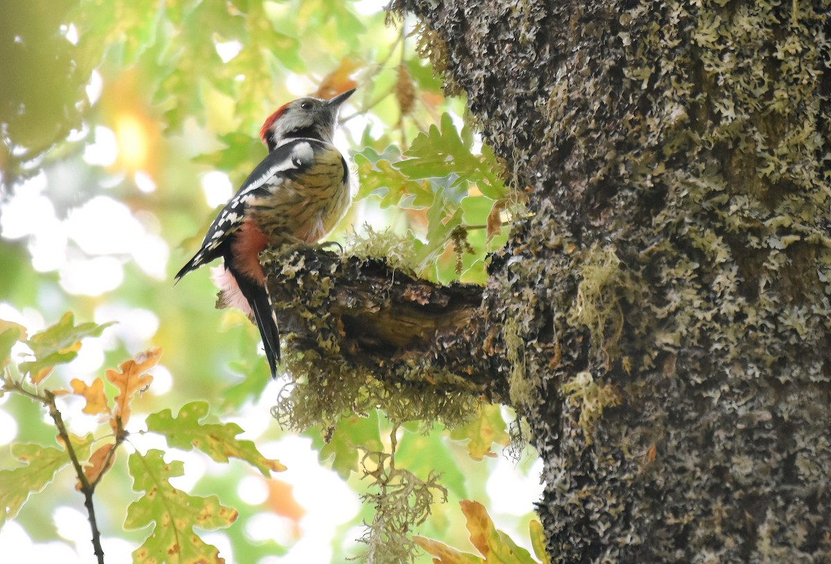 Middle Spotted Woodpecker - ML642819377