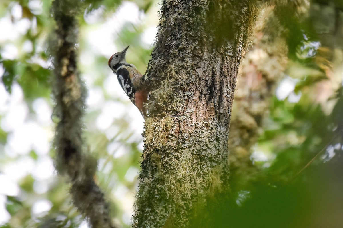 Middle Spotted Woodpecker - ML642819378