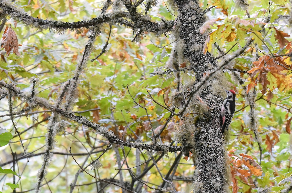 Middle Spotted Woodpecker - ML642819379