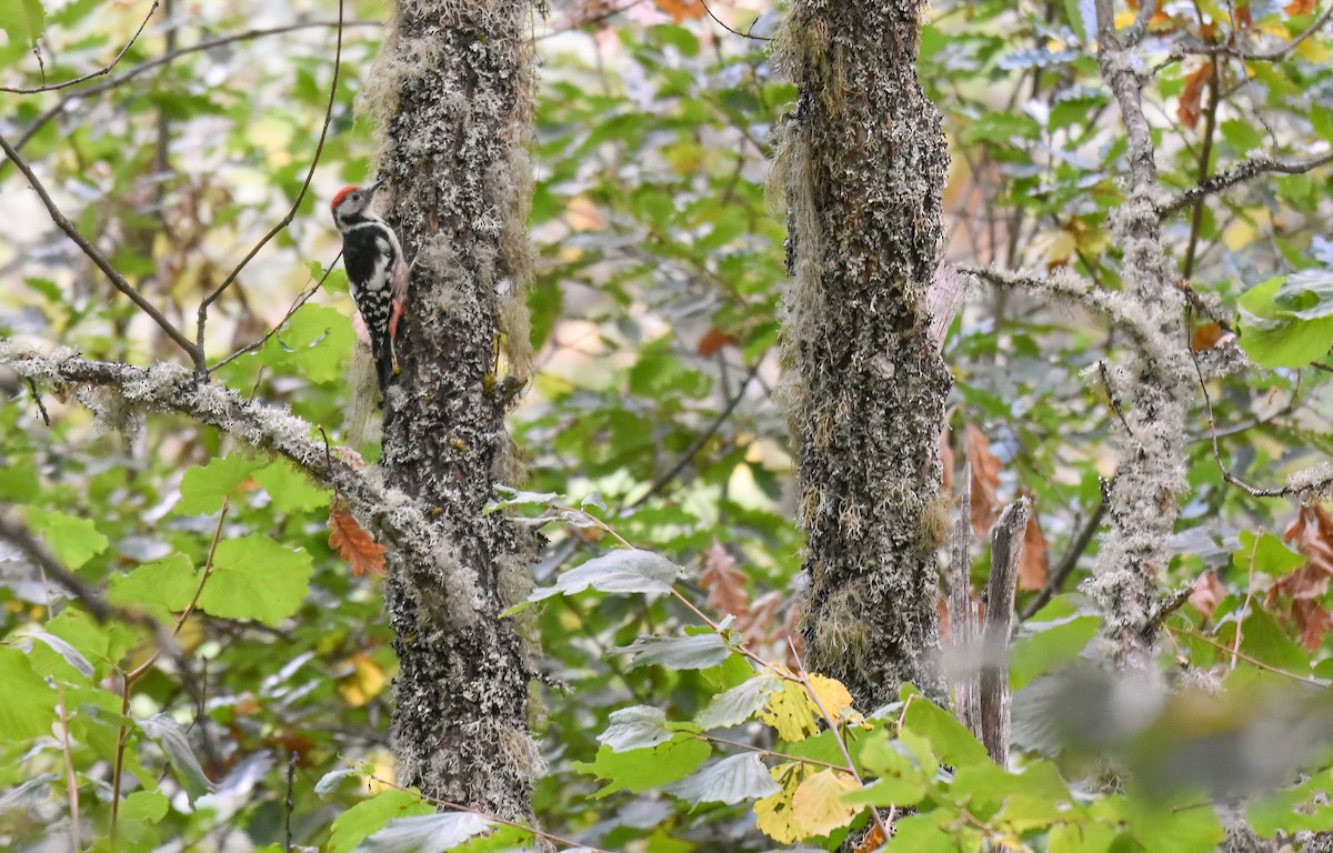 Middle Spotted Woodpecker - ML642819382
