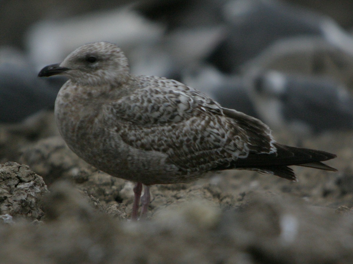 American Herring Gull - ML642819383