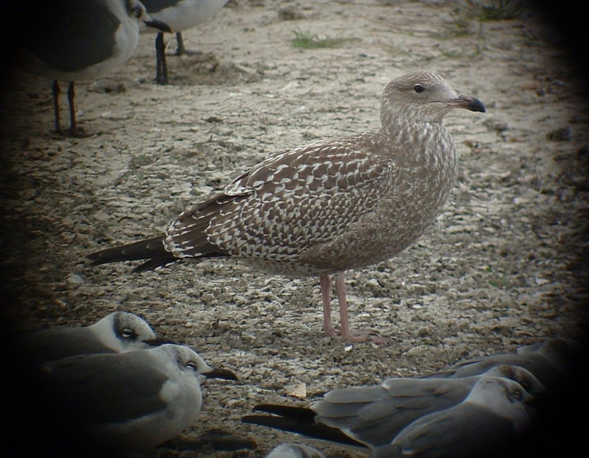 American Herring Gull - ML642819391
