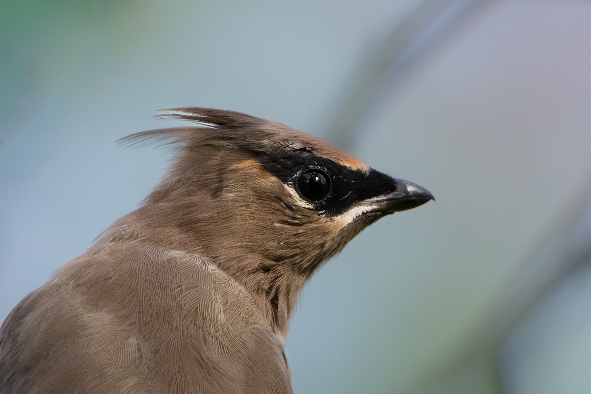 Cedar Waxwing - ML642819392