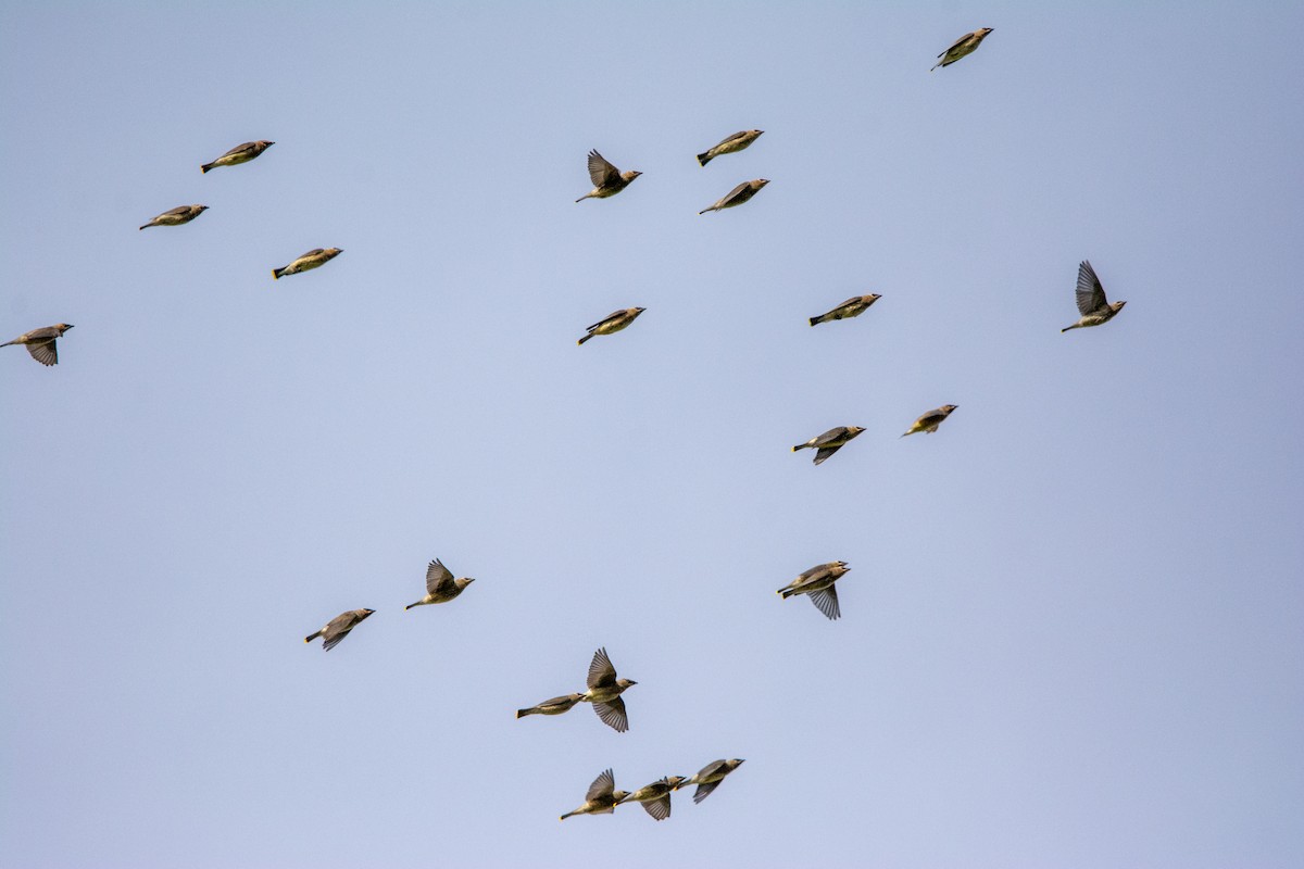 Cedar Waxwing - ML642819393