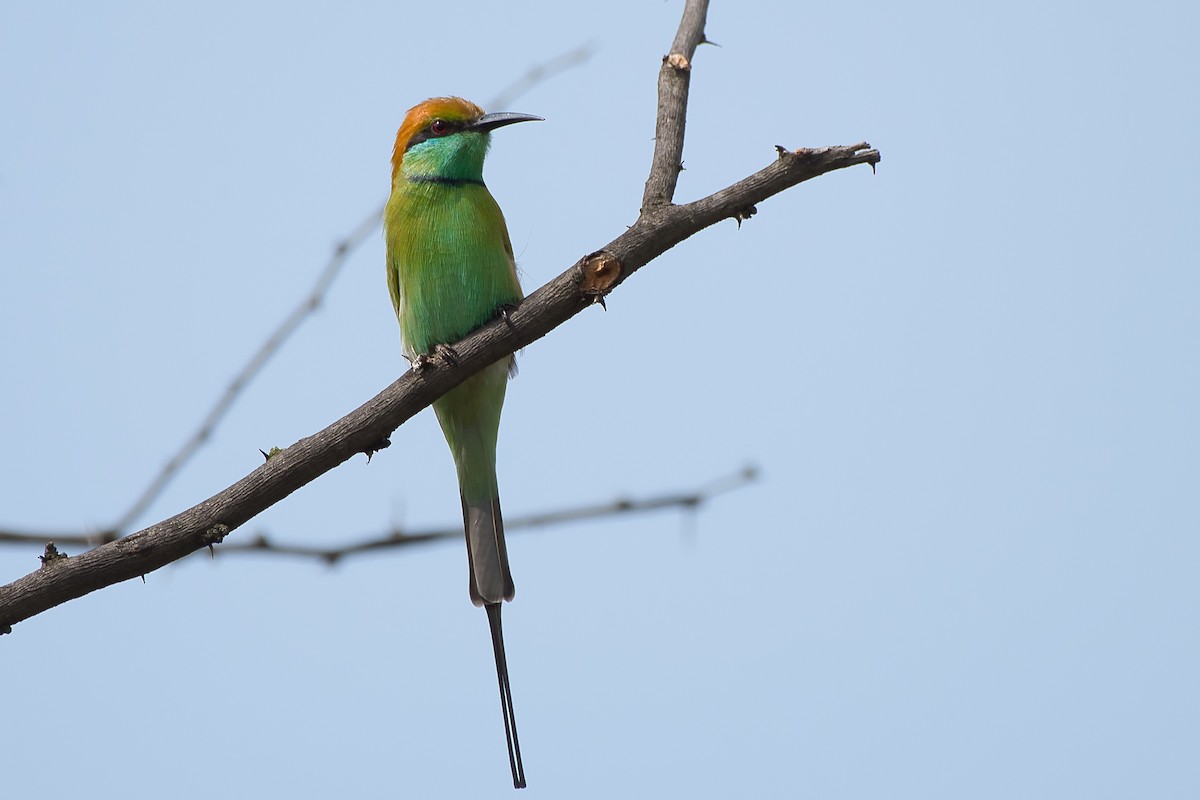 Asian Green Bee-eater - ML642819394