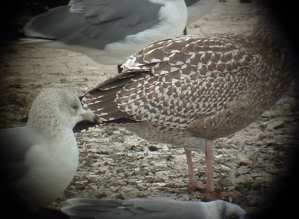 American Herring Gull - ML642819396