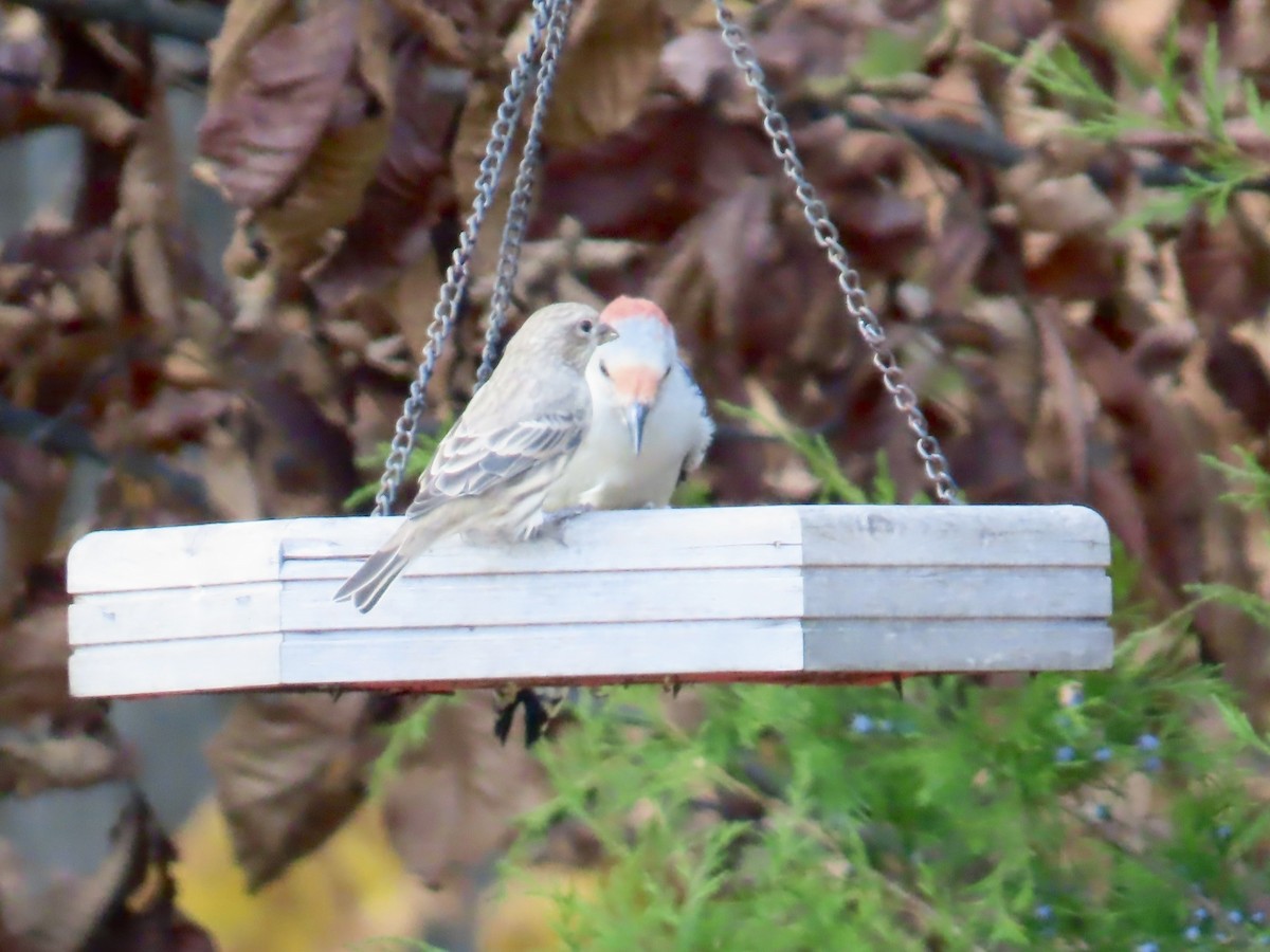 House Finch - ML642819398