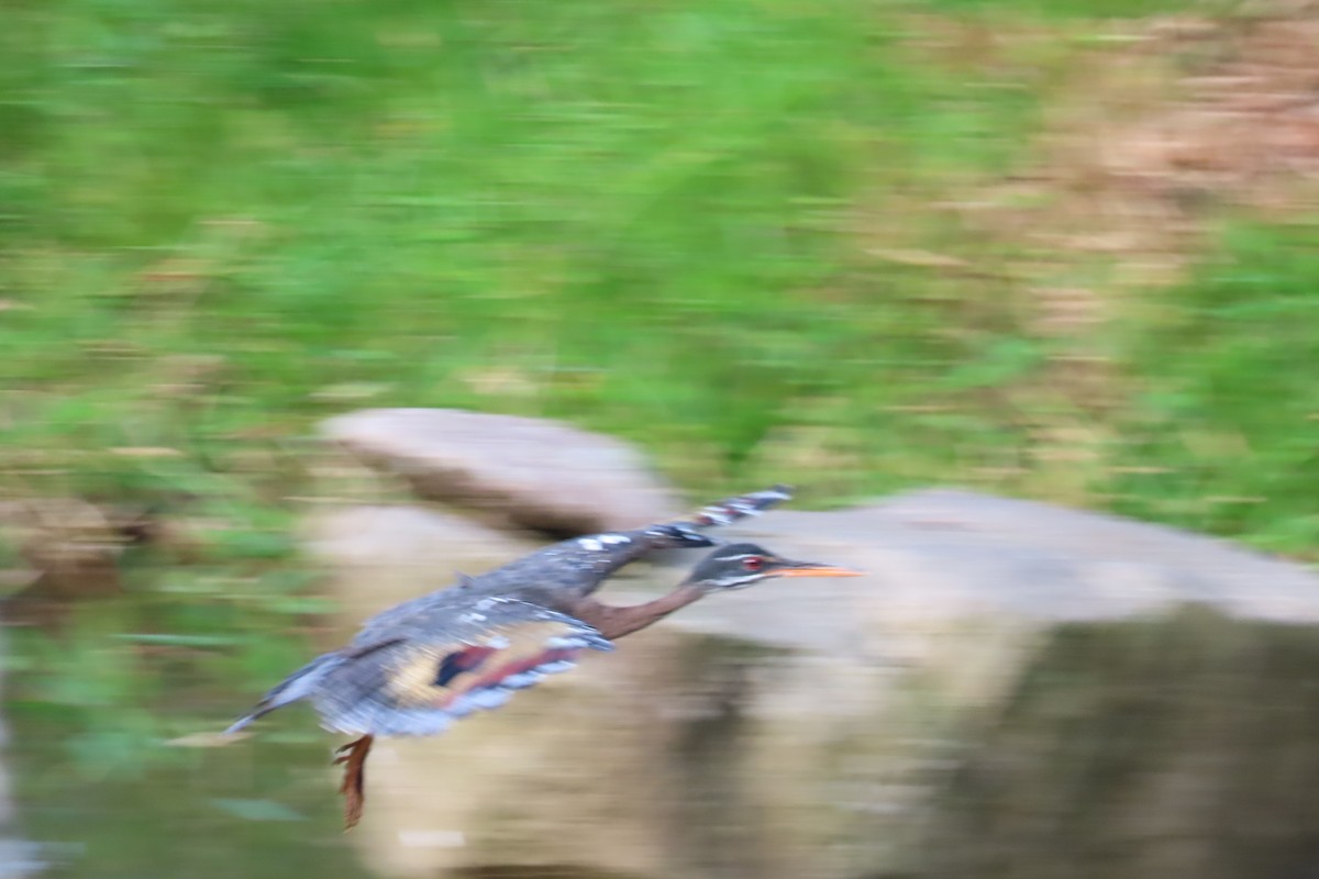 Sunbittern - ML642819400