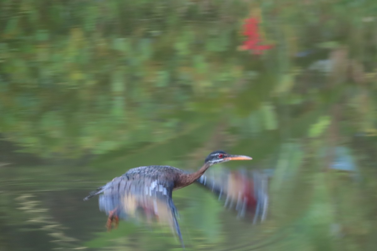 Sunbittern - ML642819401