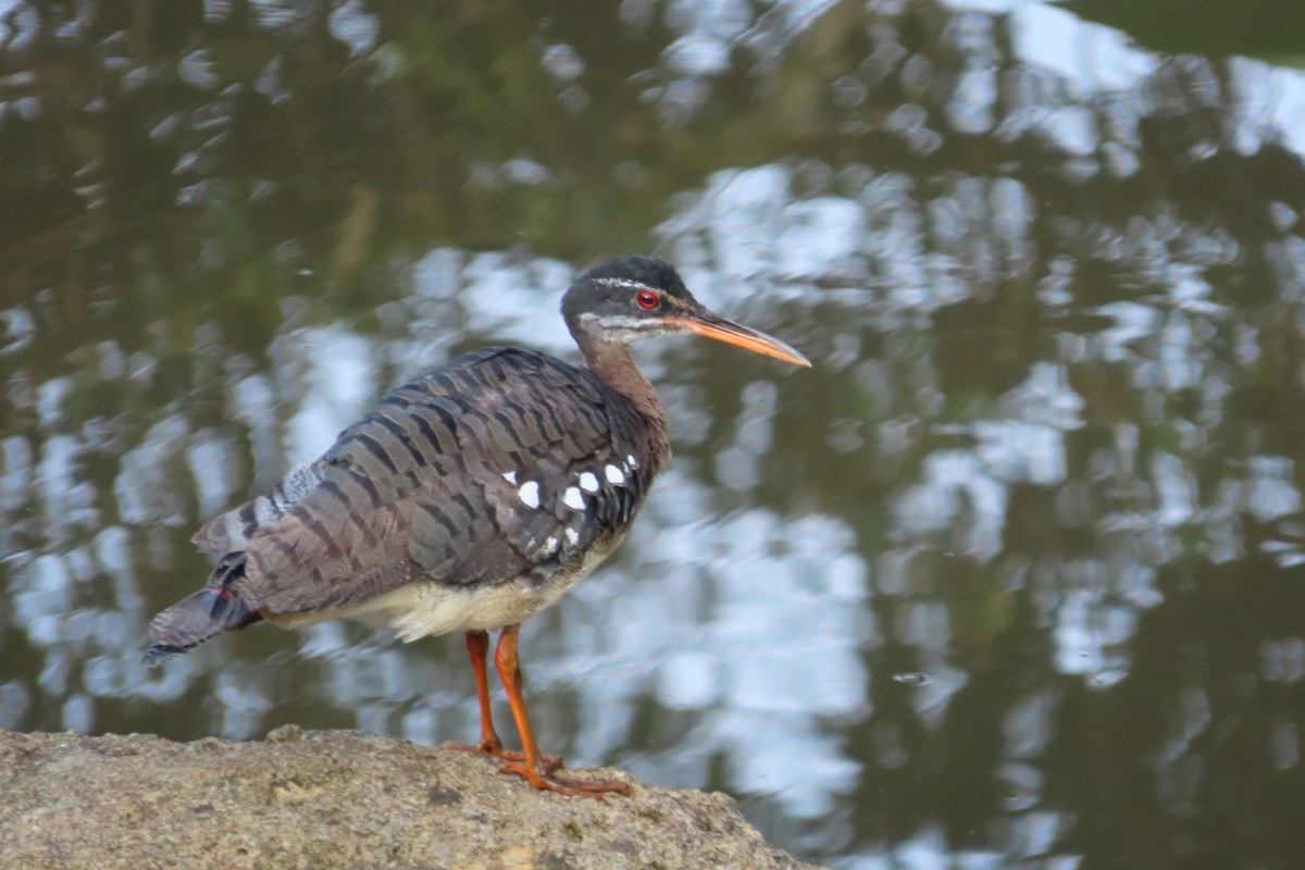Sunbittern - ML642819402