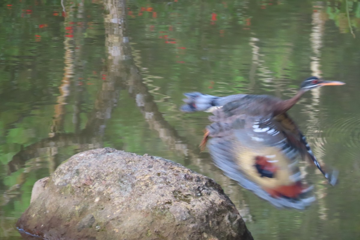 Sunbittern - ML642819403