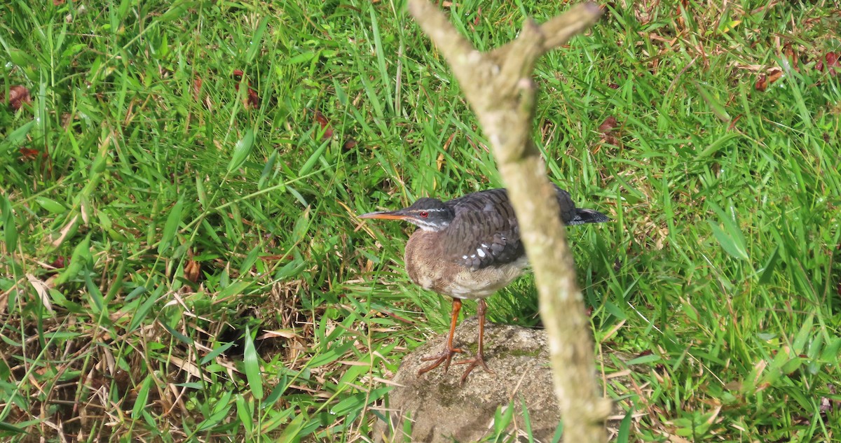 Sunbittern - ML642819404