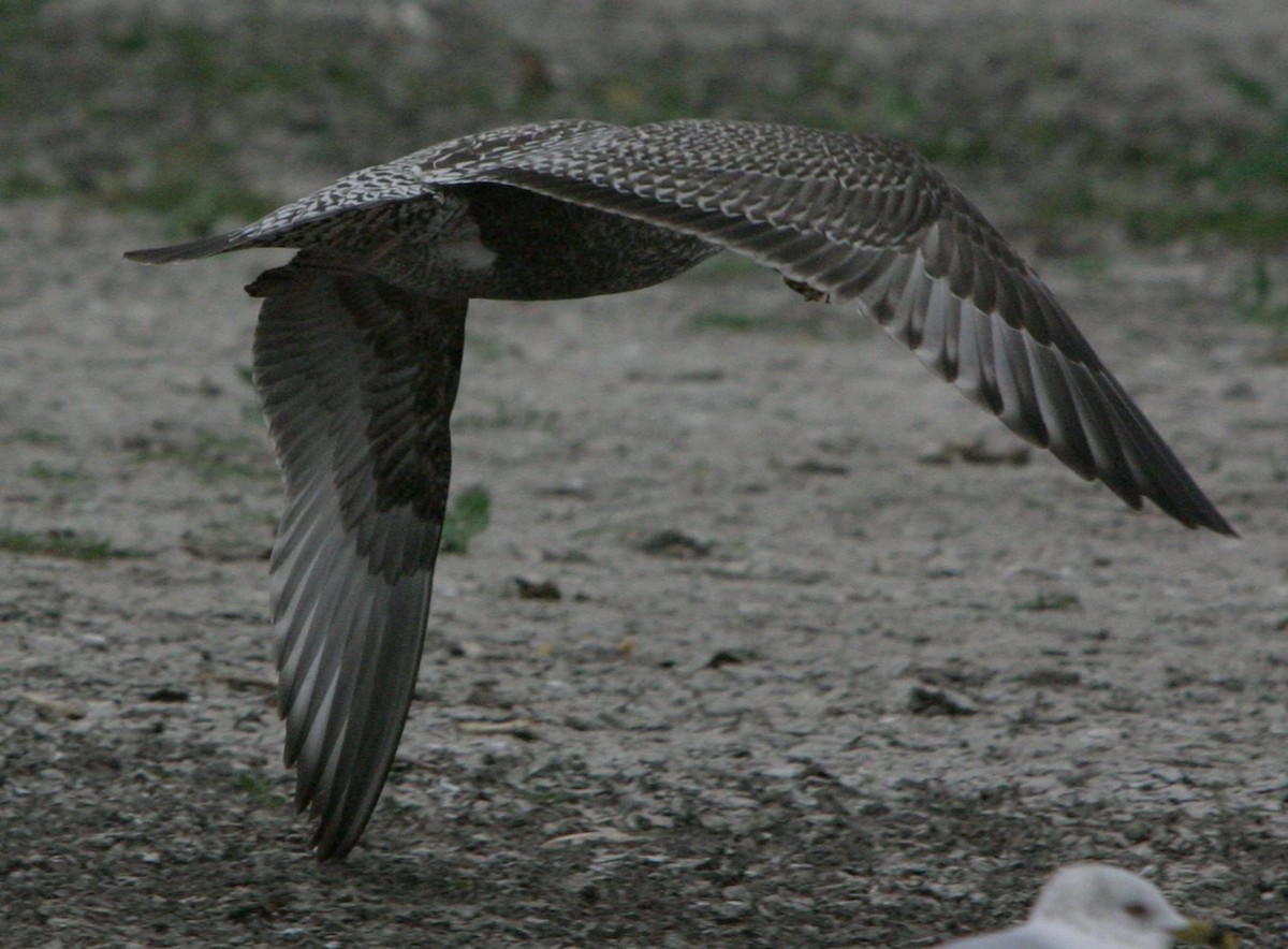 American Herring Gull - ML642819405