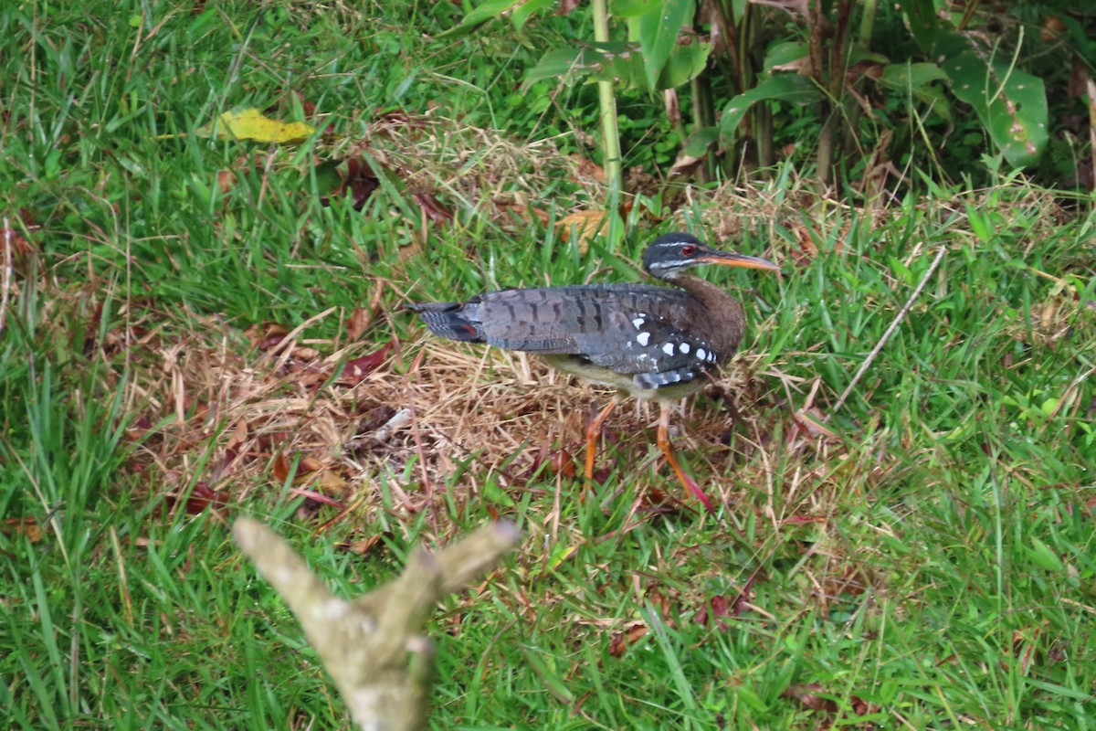 Sunbittern - ML642819406