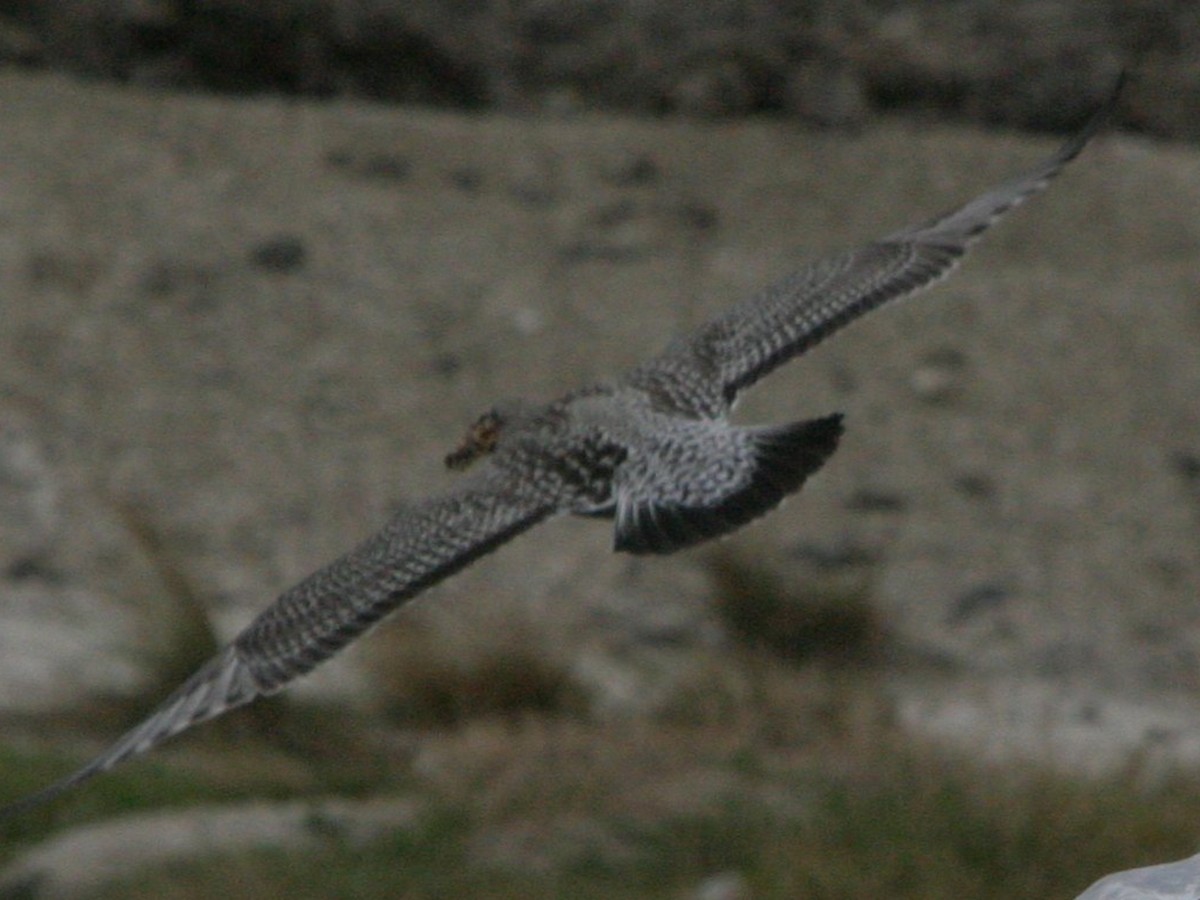 American Herring Gull - ML642819408