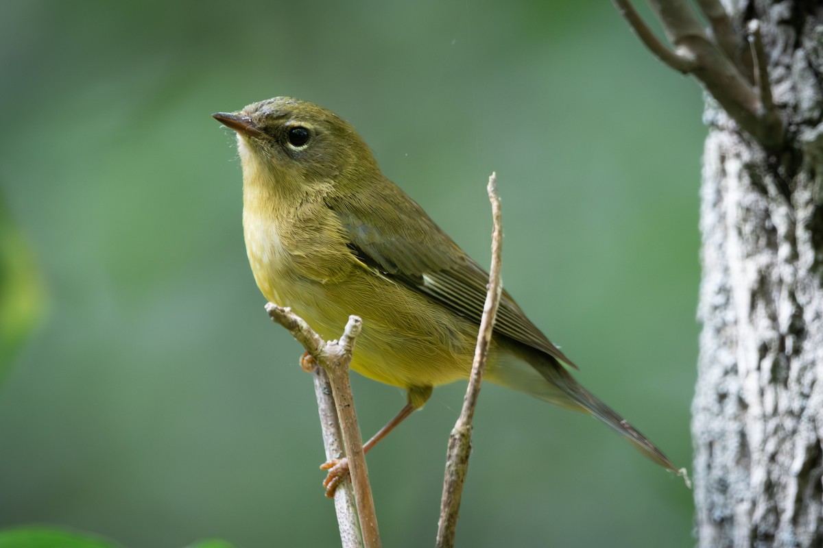 Black-throated Blue Warbler - ML642819409