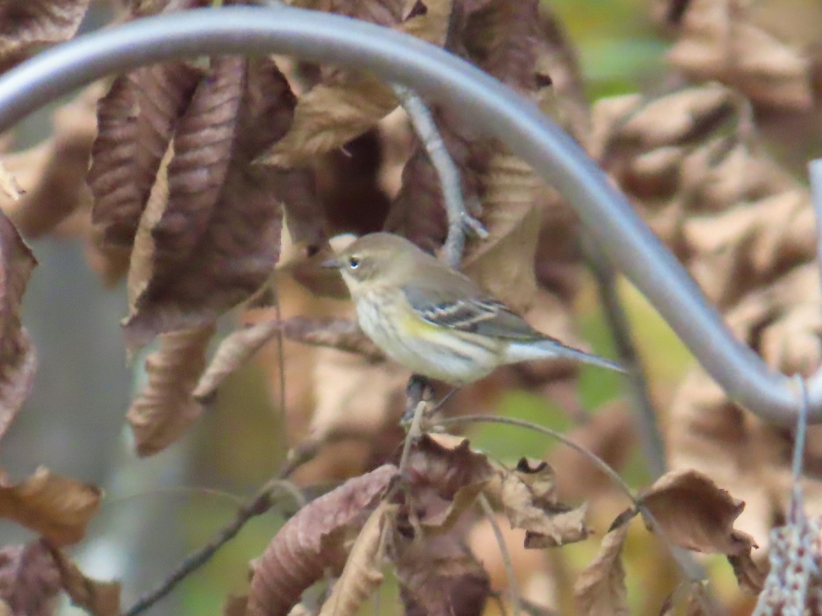 Yellow-rumped Warbler - ML642819411