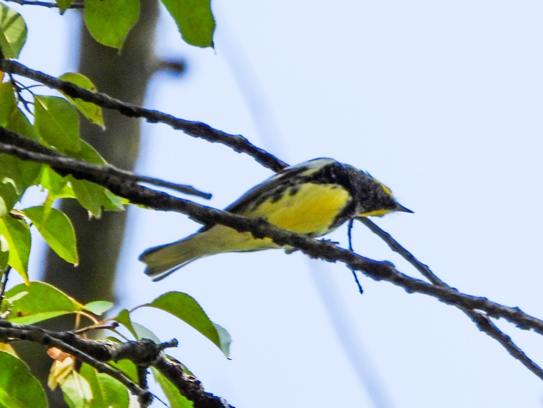 Black-throated Green Warbler - ML642819419