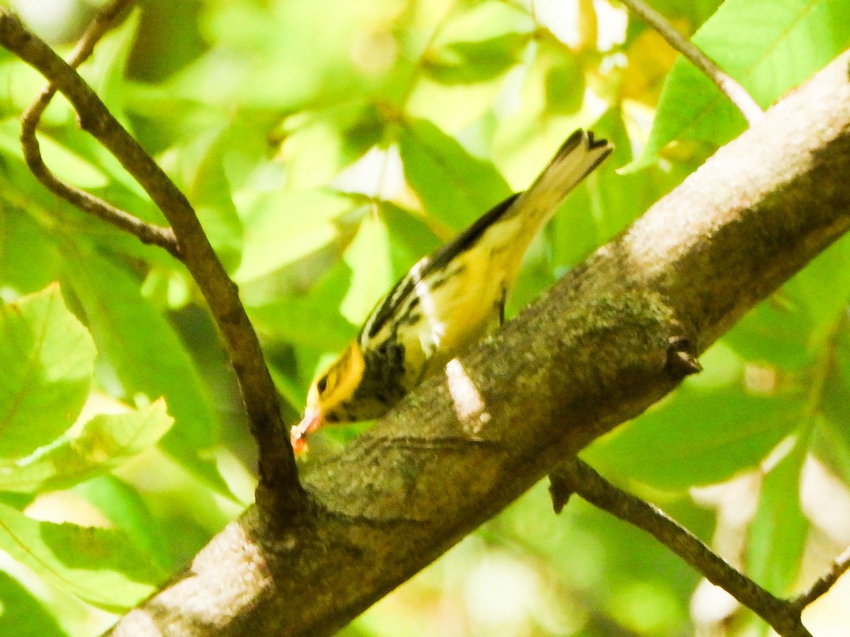Black-throated Green Warbler - ML642819420
