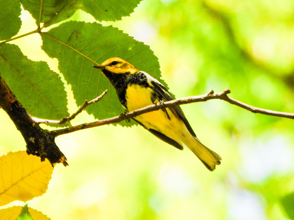 Black-throated Green Warbler - ML642819421