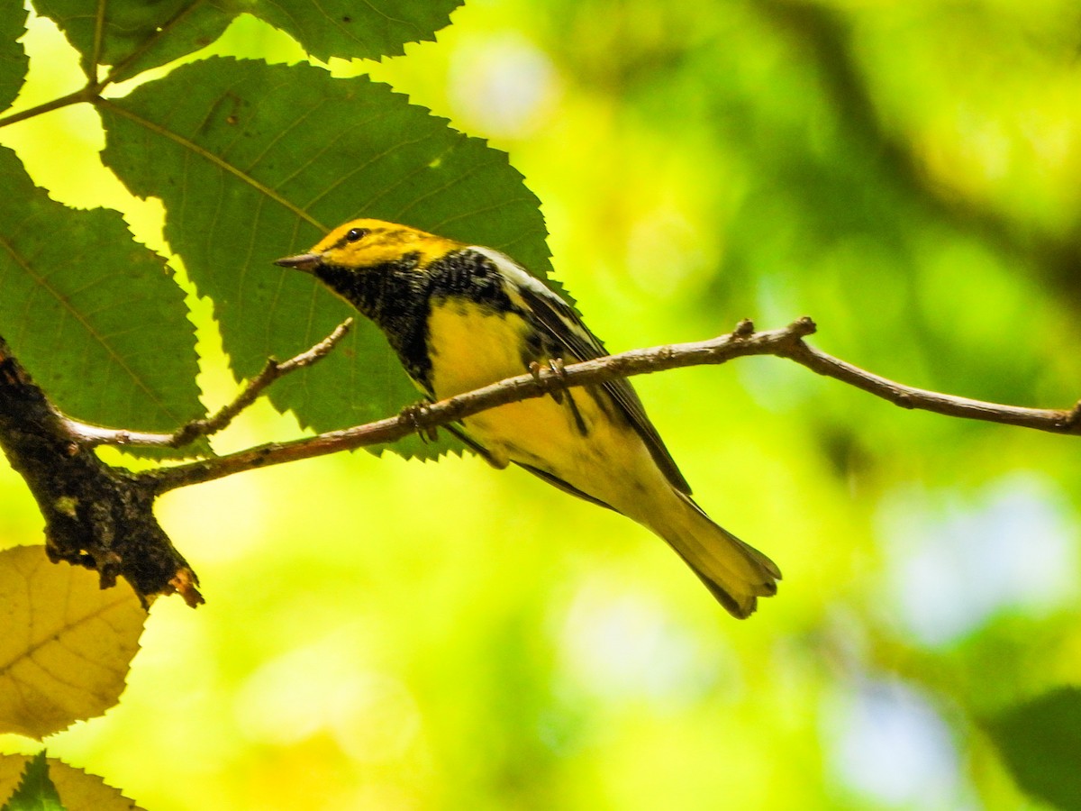 Black-throated Green Warbler - ML642819422