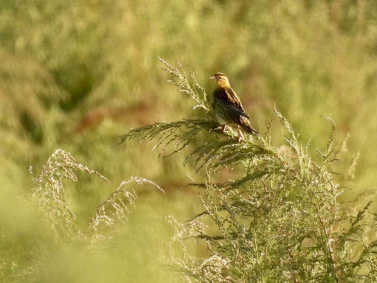 Bobolink - ML642819423