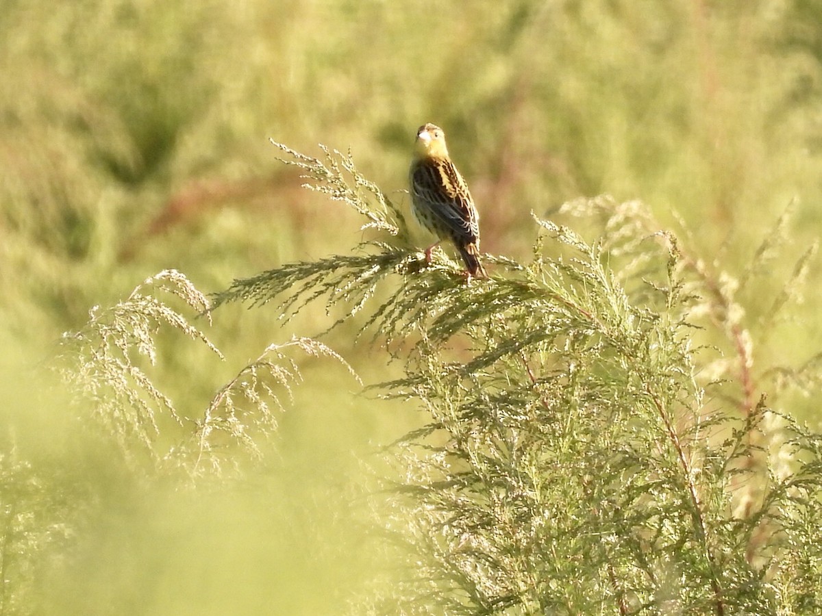 Bobolink - ML642819424