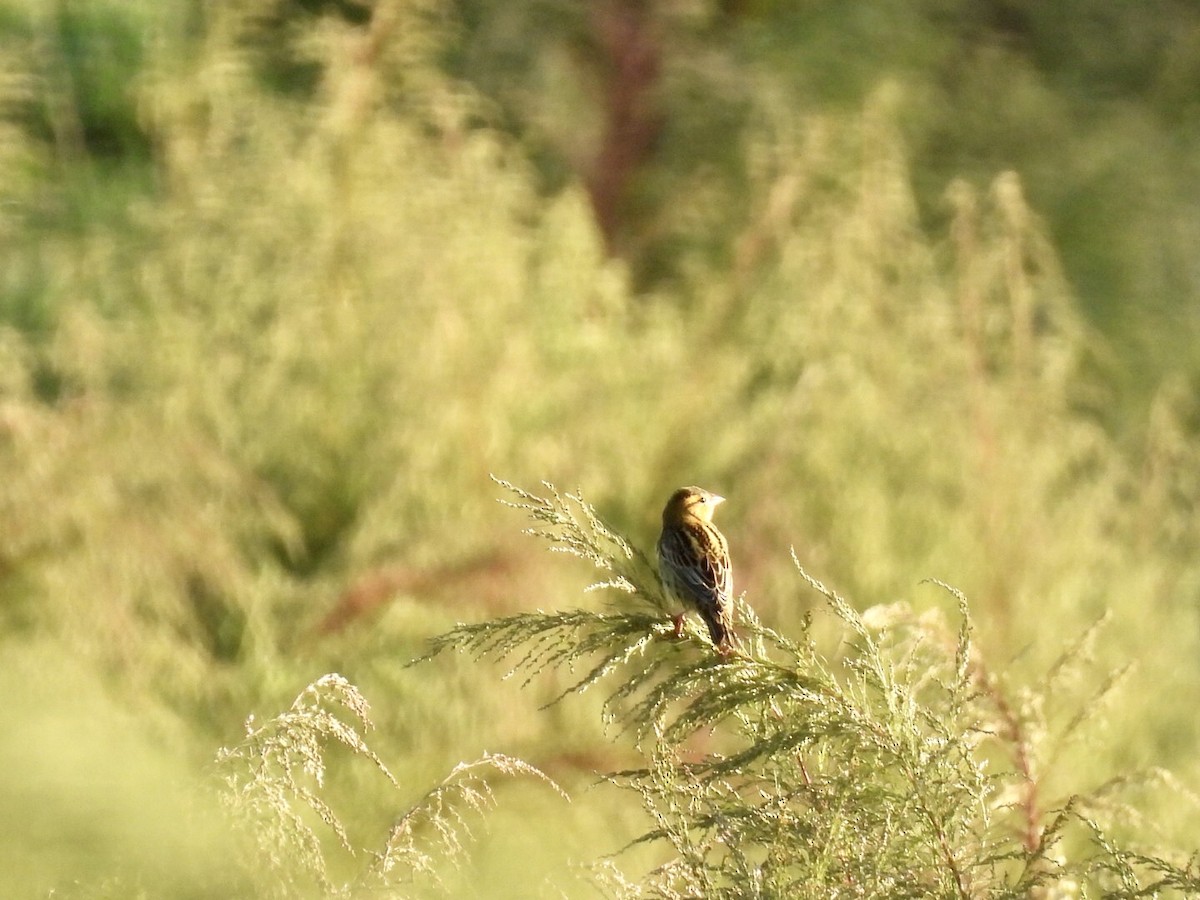 Bobolink - ML642819425