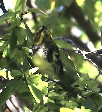 Black-throated Green Warbler - ML642819426