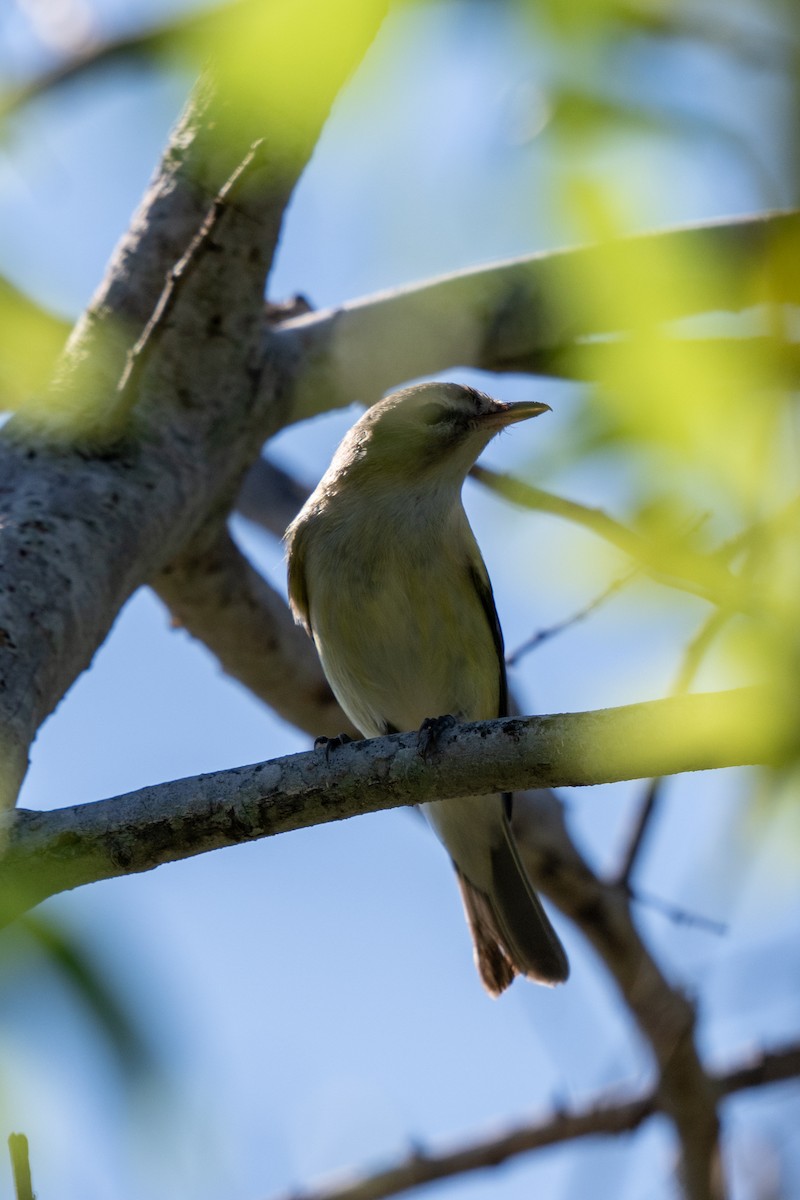 Vireo sp. - ML642819451
