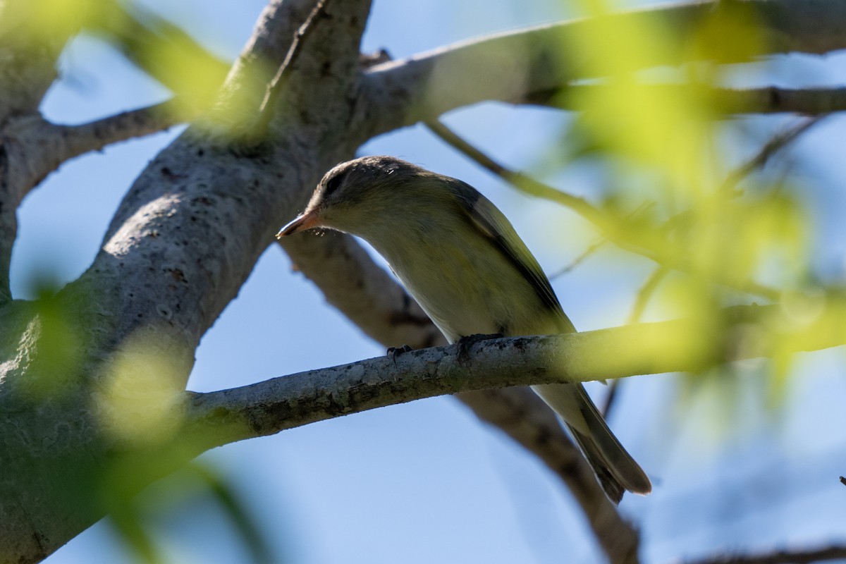 Vireo sp. - ML642819464