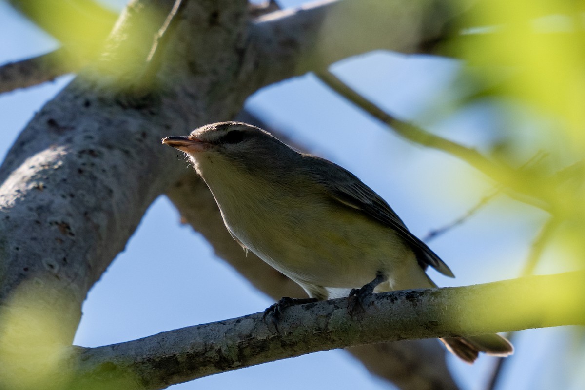 Vireo sp. - ML642819466