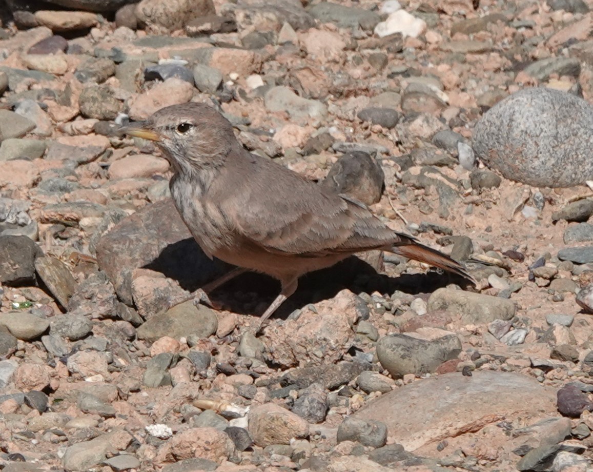 Desert Lark - ML642819471