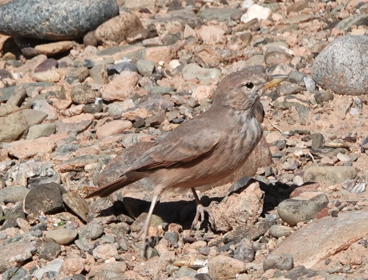 Desert Lark - ML642819473