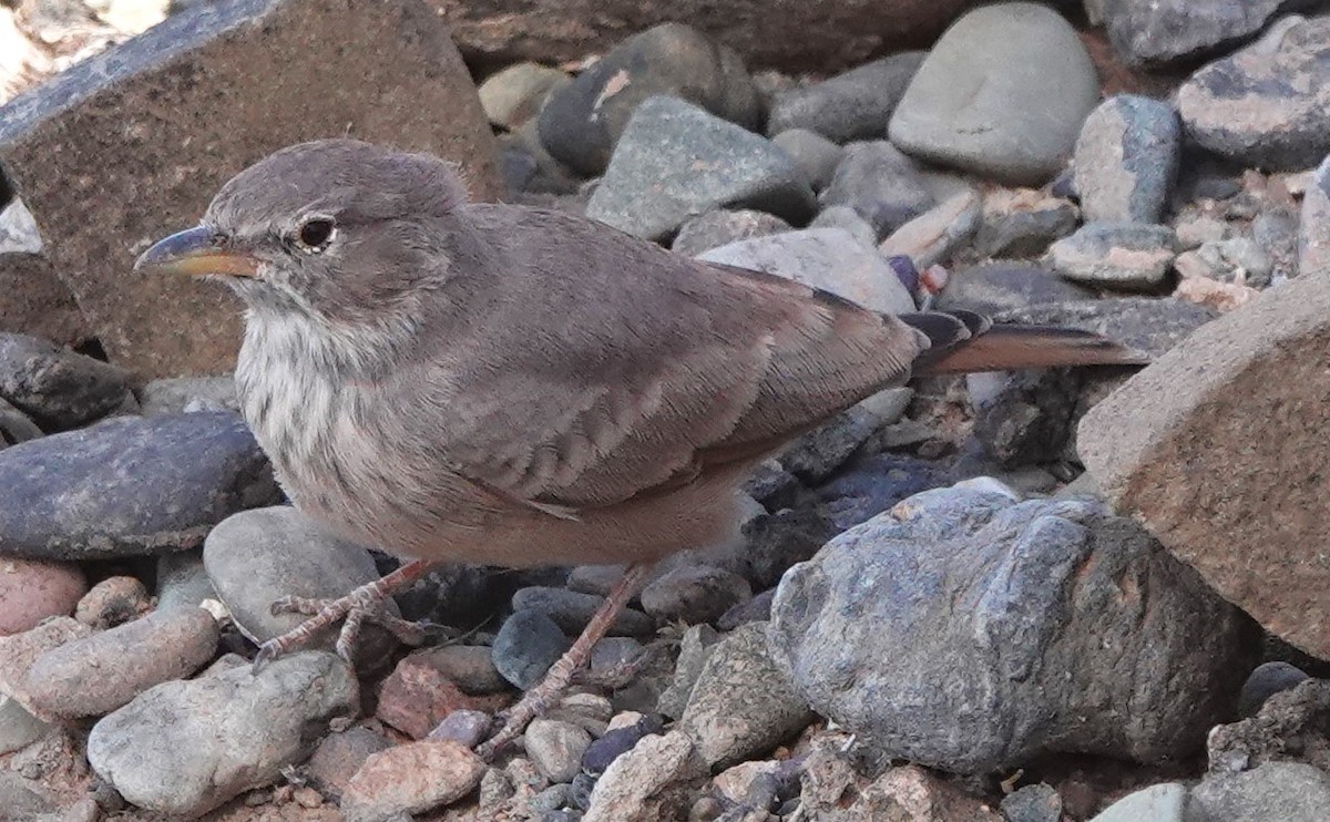 Desert Lark - ML642819474