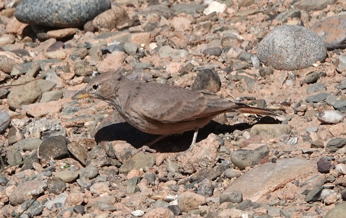 Desert Lark - ML642819475