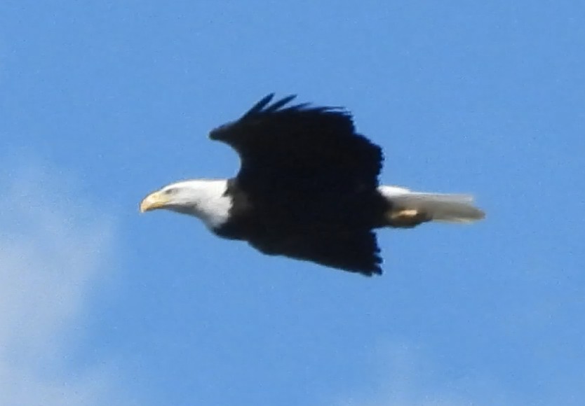 Bald Eagle - ML642819487