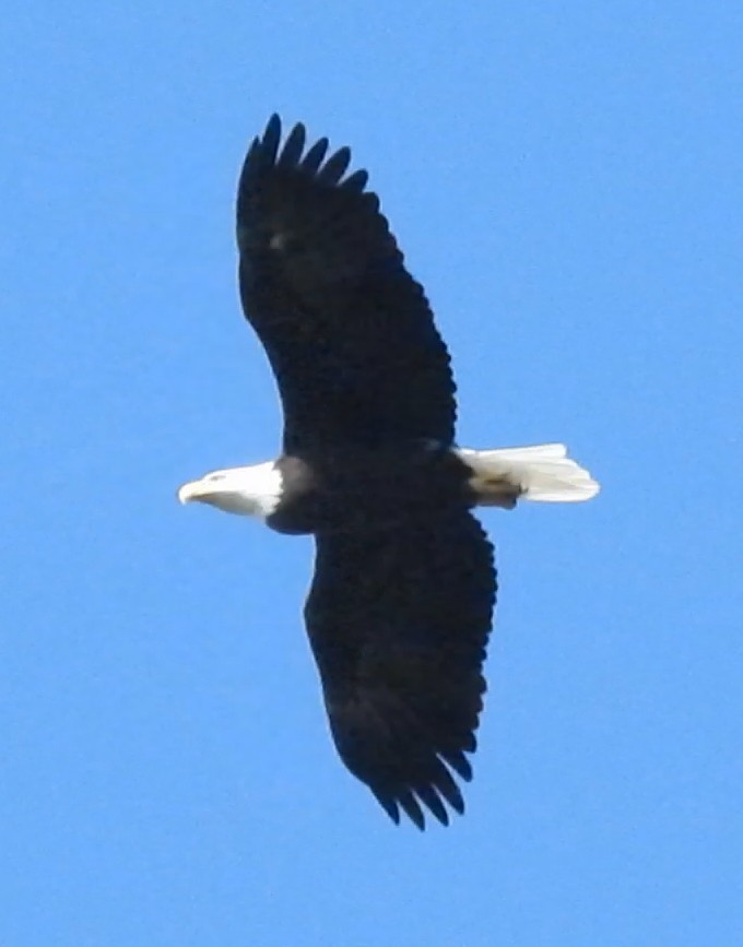 Bald Eagle - ML642819488