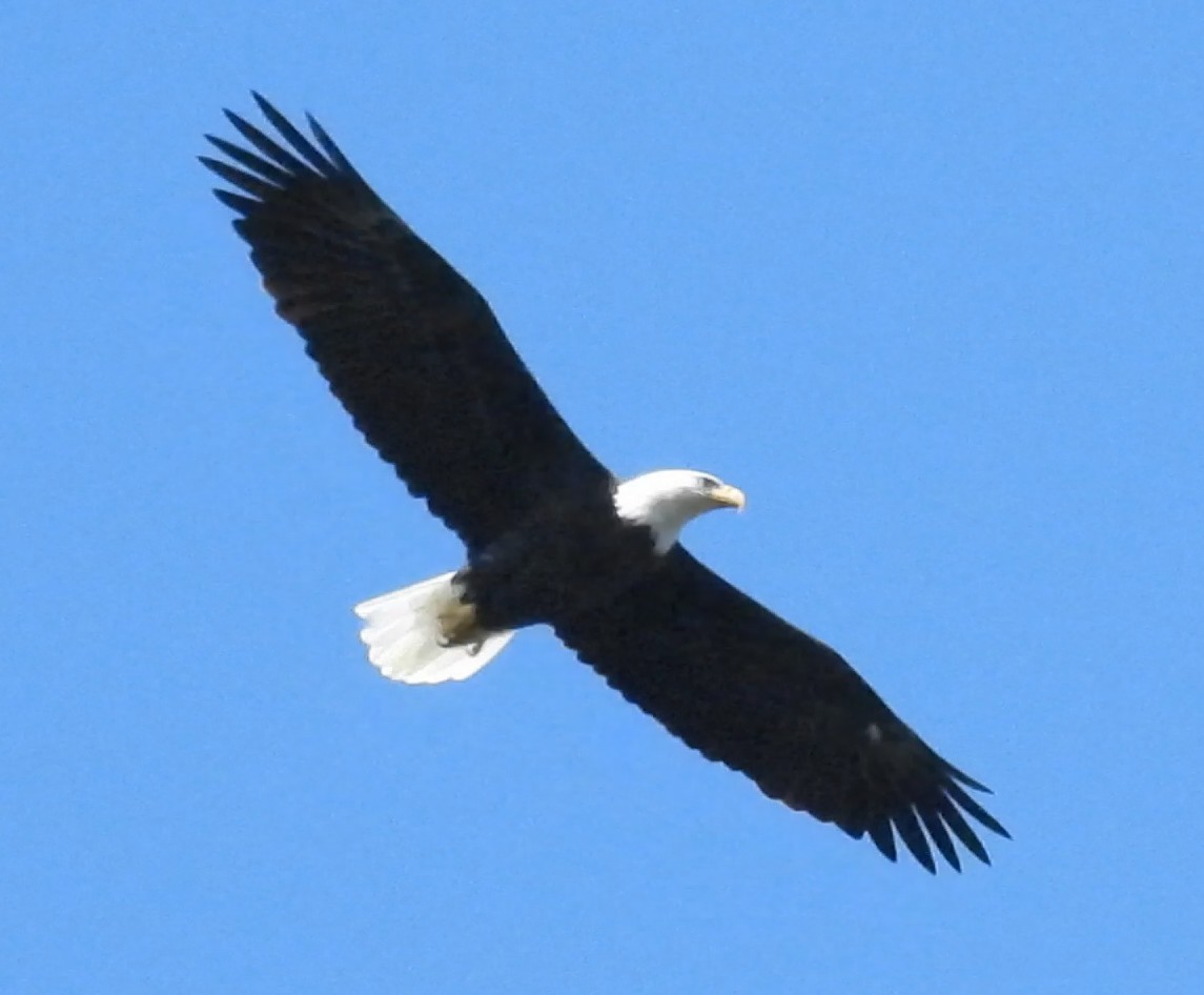 Bald Eagle - ML642819489