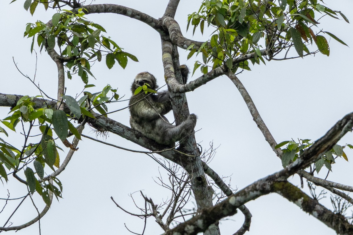 Brown-throated Three-toed Sloth - ML642819493